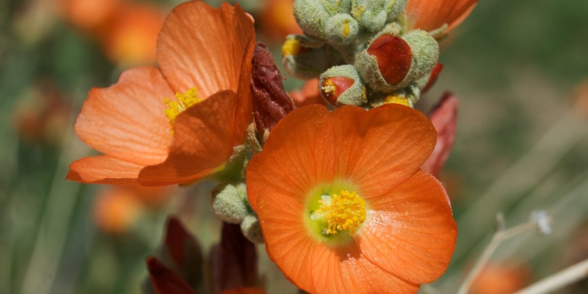 Globe Mallow