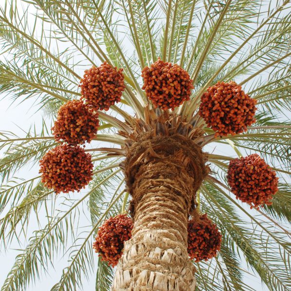 image of a large date palm