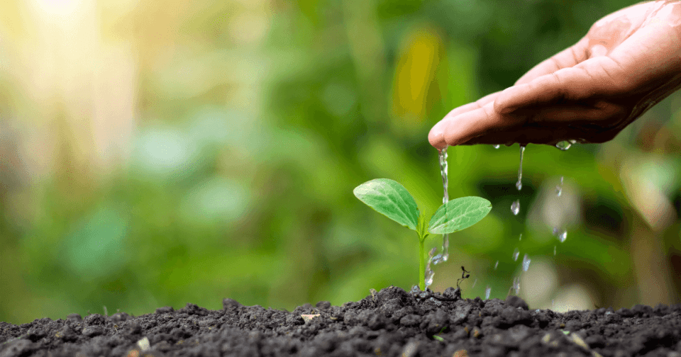 hand watering a small sprout of a plant
