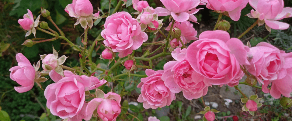 Image of pink flowers from a rose bush.