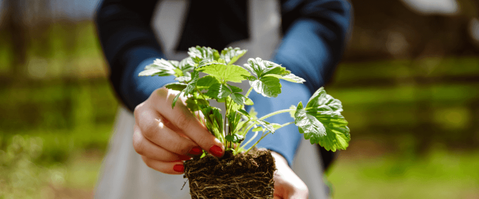 woman holding a strawberry plant start