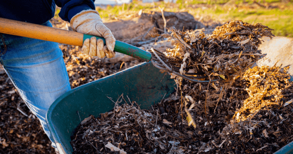 Gardener using a pitch fork to remove mulch from wheelbarrow and place in garden