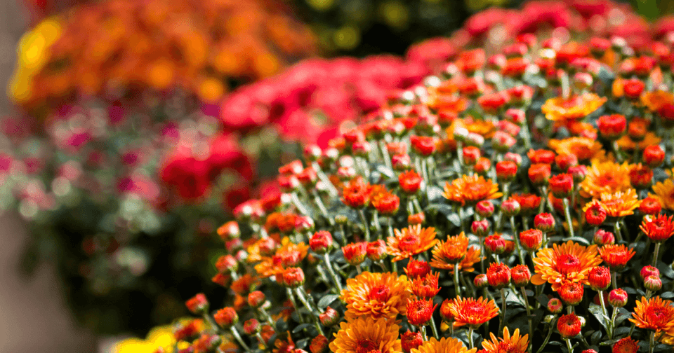 Garden Mums