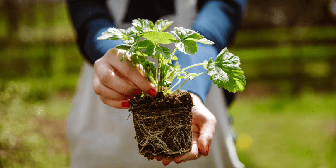 person holding a strawberry plant start