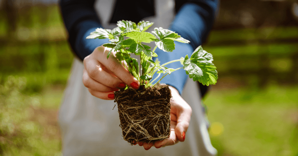 Person holding a strawberry plant start