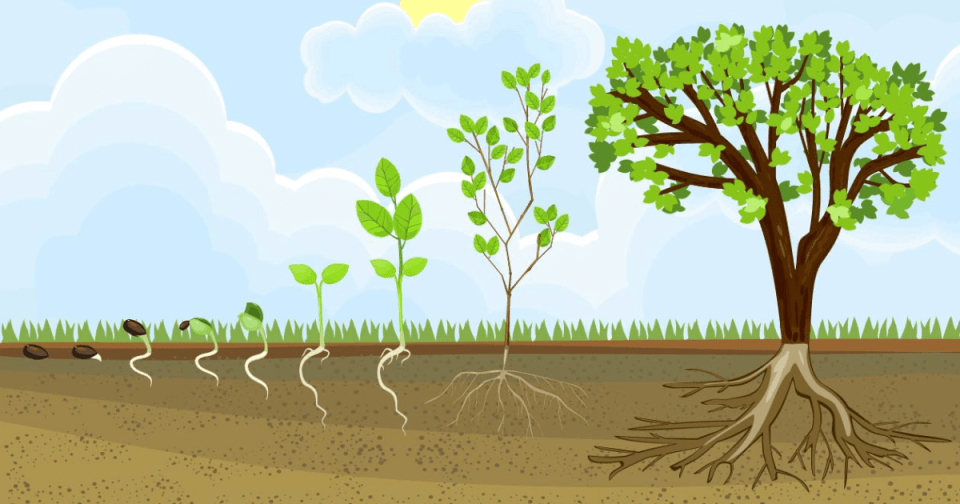 Diagram of root system size from seedling to established tree