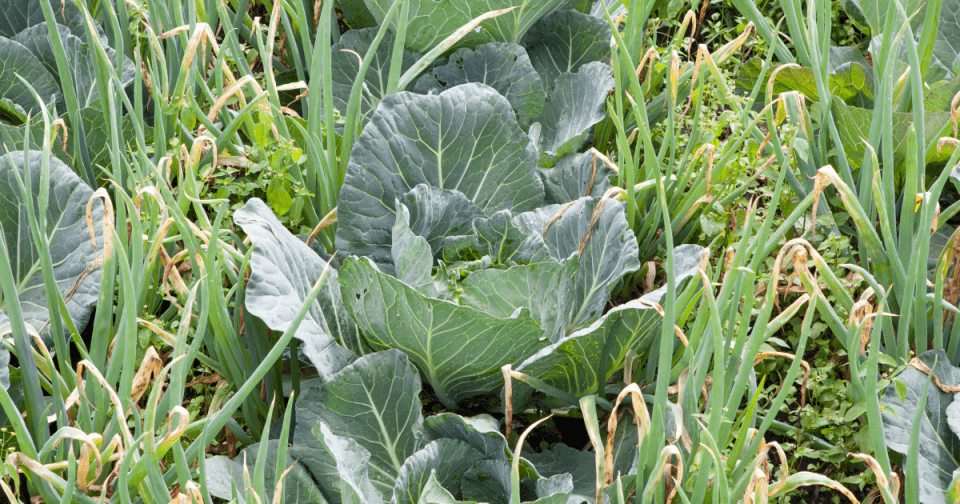 Companion planting (intercropping) is the practice of growing different types of plants together to promote healthy growth and yield.