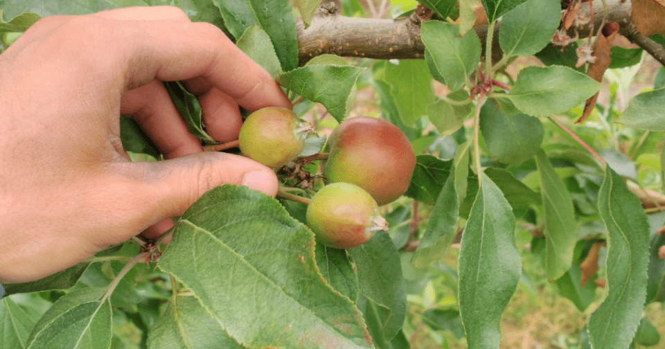 It's important to thin fruit trees when fruit becomes the size of a nickel.