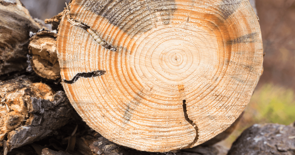 Evidence of a borer infestation in a tree trunk