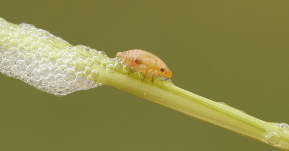 Spittlebug/froghopper nymph leaving frothy masses on the stem of a plant