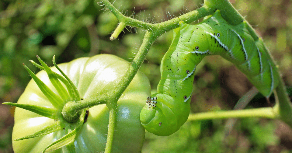 Tobacco hornworm or hawk moth crawling on the stem of a tomato plant