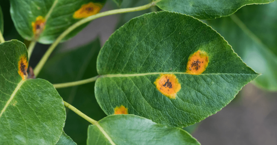 Leaf rust fungal disease on a pear leaf