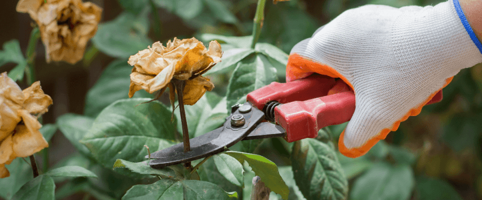 pruning spent flower on a rose bush