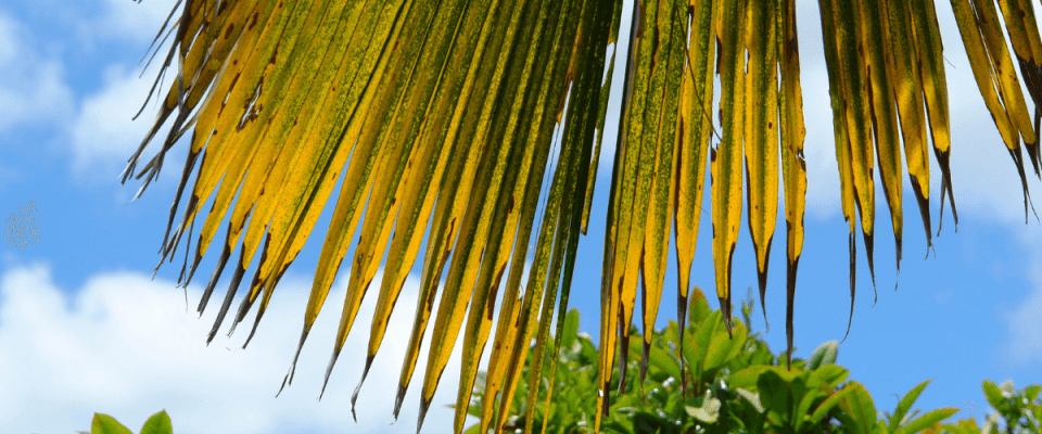 yellowing tips on a palm frond from chlorosis