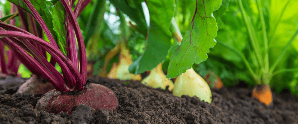 cool season vegetables like beets, onions, and carrots growing in a garden