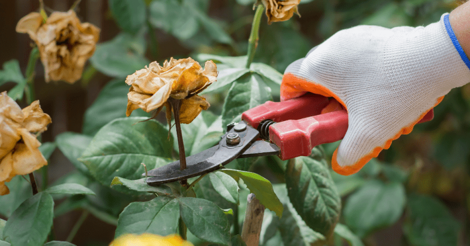 hand pruning spent/dead rose flower