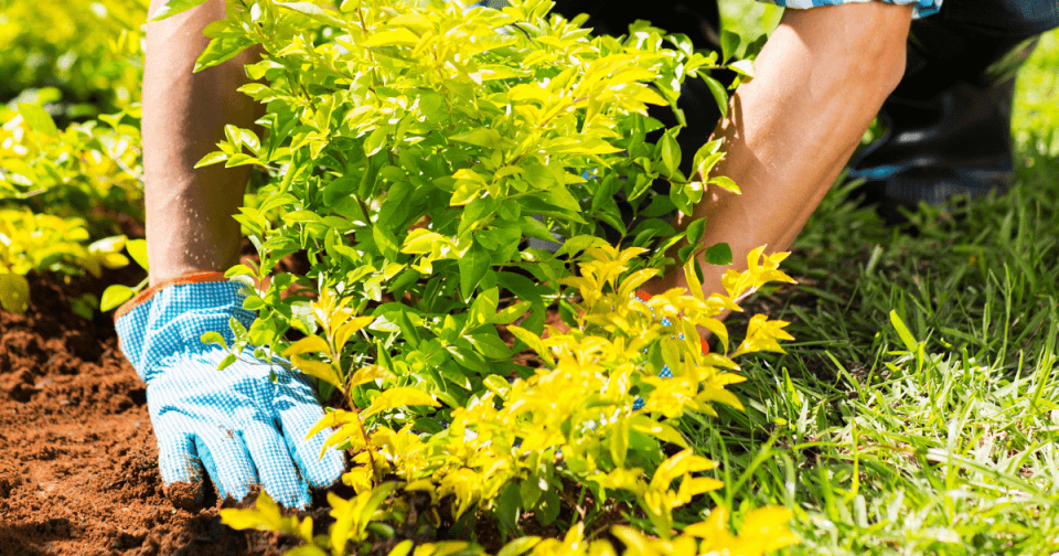 hands planting shrub in dirt
