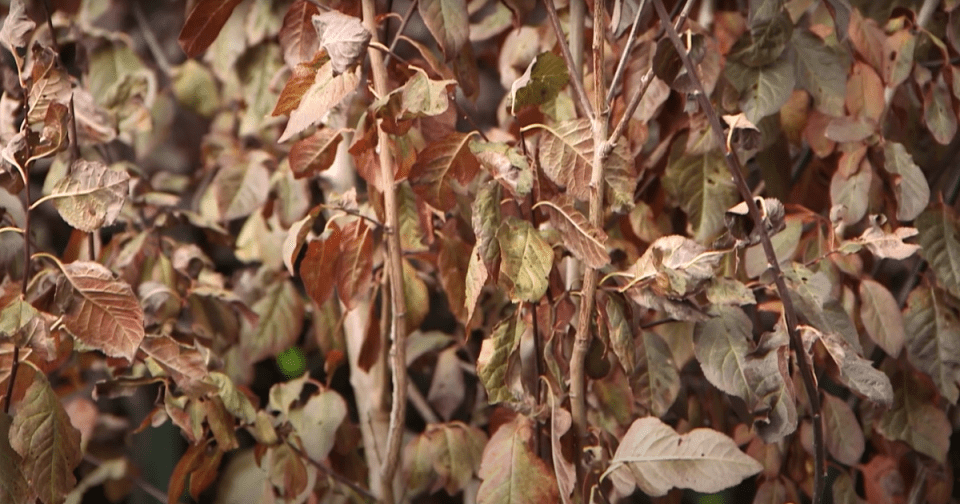 summer stressed plants